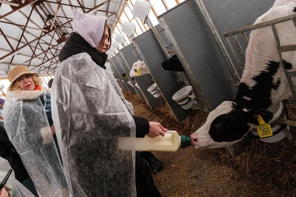 Фото Веселая Масленица и другие праздники: почему новосибирцы в выходные массово едут на молочную ферму 4 - Сиб.ФМ Фото Веселая Масленица и другие праздники: почему новосибирцы в выходные массово едут на молочную ферму 4